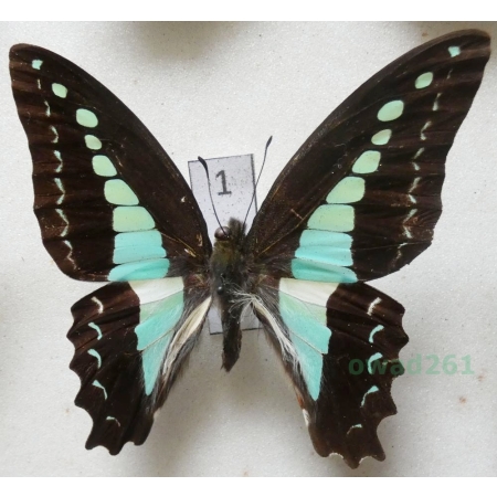 Graphium sarpedon Linnaeus, 1758 Indonesia, Seram 63mm1